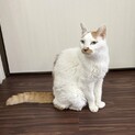 人慣れ抜群おっとりシニアのまりも♂