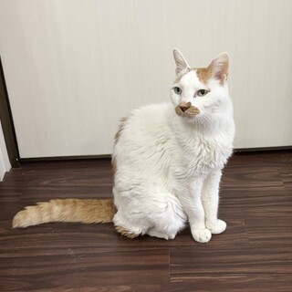 人慣れ抜群おっとりシニアのまりも♂