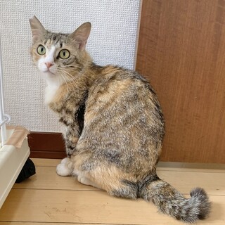 ①こみかん　生死をさまよった三毛の女の子　控えめ
