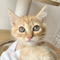くすのき君　元気いっぱい　茶トラの男の子