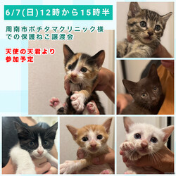 保護ねこ譲渡会in周南市 サムネイル3