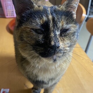 急募‼️サビネコ好きさんお願い