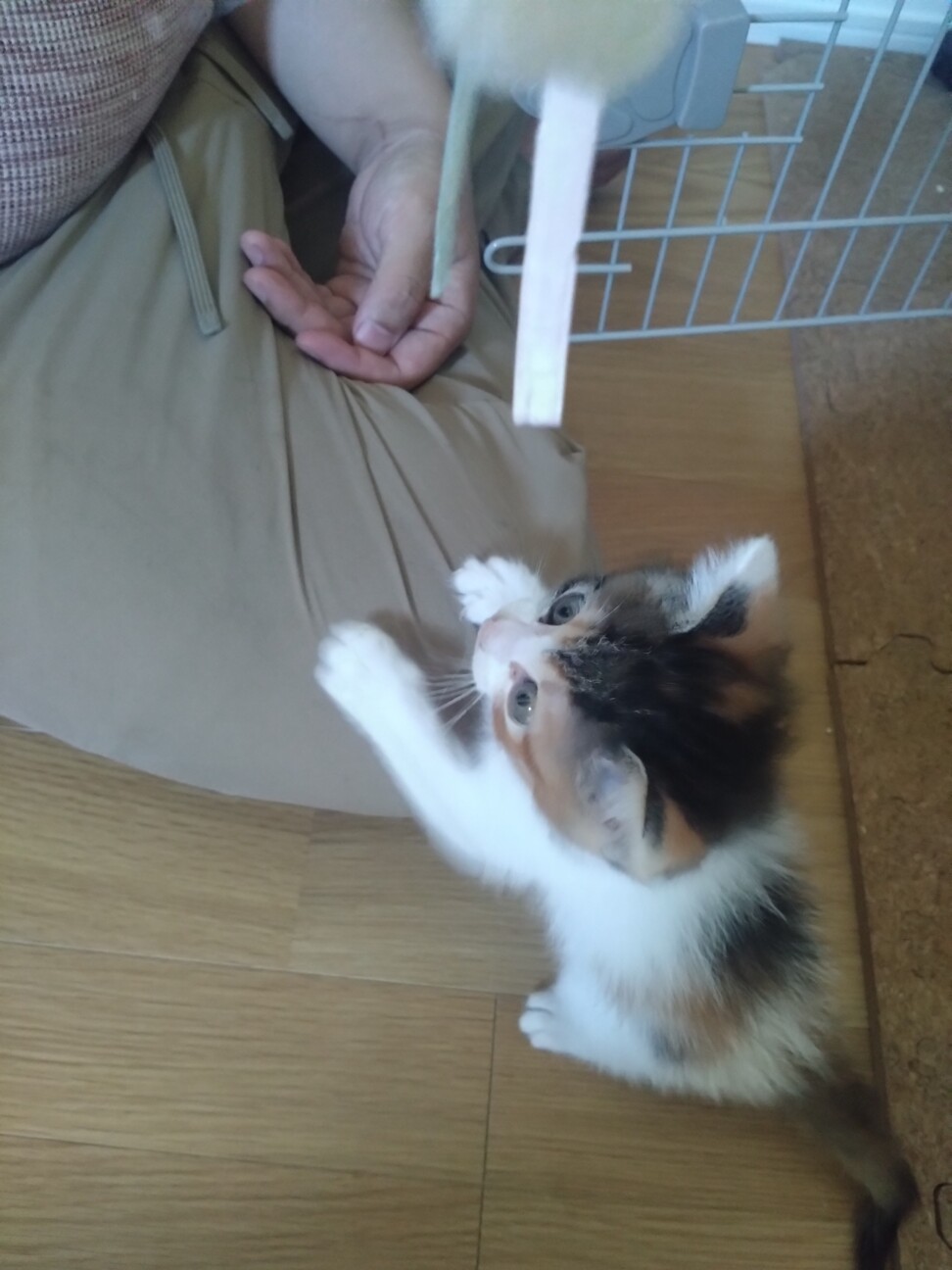 こむぎ
