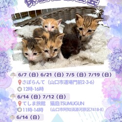 保護猫譲渡会in山口市さぽらんて
