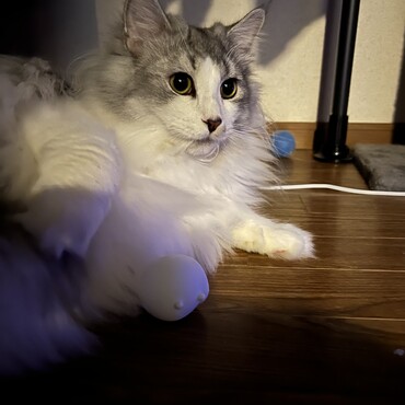 ウルの写真