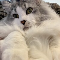 ウル