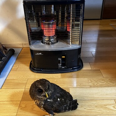 暖をとるフクロウ