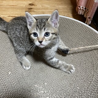 わんぱくお嬢様}【ΦωΦ」長崎県 - 猫の里親募集(275409) :: ペットの