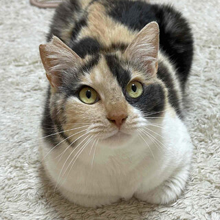 ヒマラヤンの里親になって」東京都 - 猫の里親募集(522046