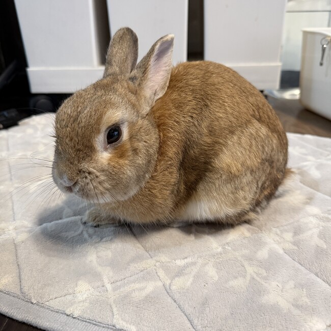 松本せんたのカバー写真