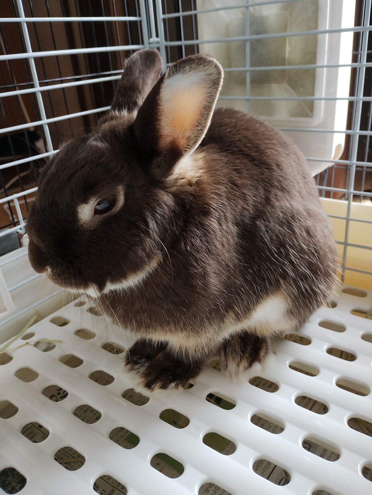 可愛がってください！」鹿児島県 - 小動物の里親募集(541488) 2枚目の