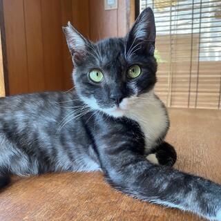 ヒマラヤンの里親になって」東京都 - 猫の里親募集(522046
