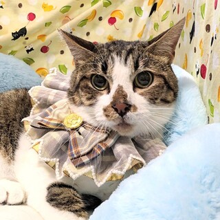 (ΦωΦ)(ΦωΦ)猫ネコねこ(ΦωΦ)♥里親様募集♥(=^・・^=)♥ わんぱくお嬢様}【ΦωΦ」長崎県 - 猫の里親募集(275409) :: ペットの