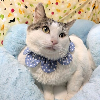わんぱくお嬢様}【ΦωΦ」長崎県 - 猫の里親募集(275409) :: ペットの