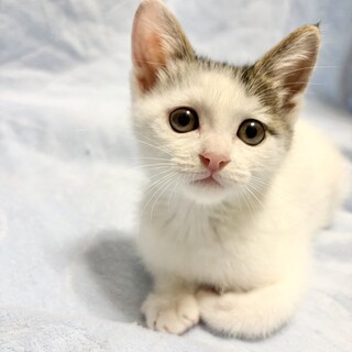 キュートなぽっちゃり猫／」兵庫県 - 猫の里親募集(511489