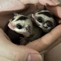 フクロモモンガの里親を募集します