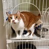 大きな身体に小さな心、甘えん坊★チロちゃん サムネイル2
