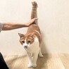 大きな身体に小さな心、甘えん坊★チロちゃん サムネイル5