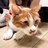 大きな身体に小さな心、甘えん坊★チロちゃん サムネイル7