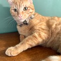 甘えん坊の男の子　きらり