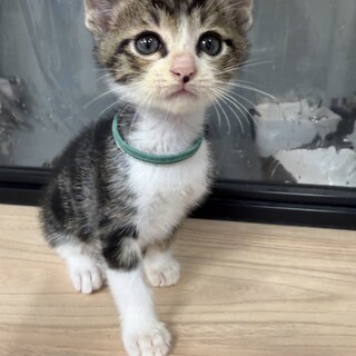 怖がりのヒマラヤン」大阪府 - 猫の里親募集(103976) :: ペットの