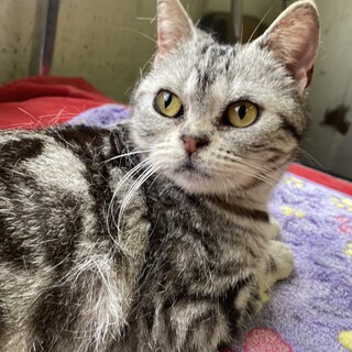 アメショ　シルバータビー　甘えん坊な4歳女の子
