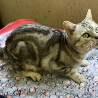 アメショ　シルバータビー6歳の男の子