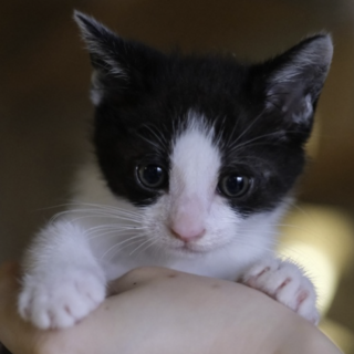 生後1ヶ月の仔猫。里親さ」愛知県 - 猫の里親募集(518751