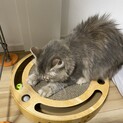 おっとり長毛