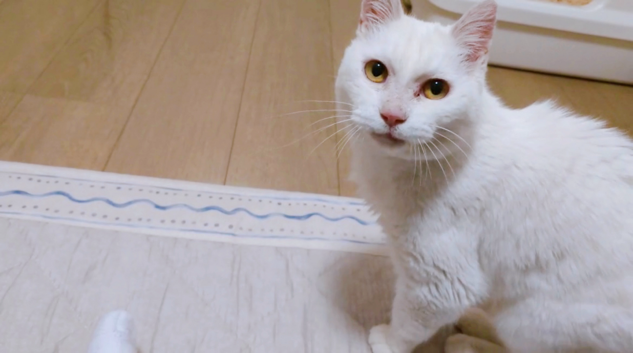 25.D1 白猫でもない不思議ちゃん 人が大好きな白猫ちゃん」埼玉県 - 猫の里親募集(541520) :: ペットの