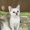 可愛いシャム系の女の子 サムネイル6