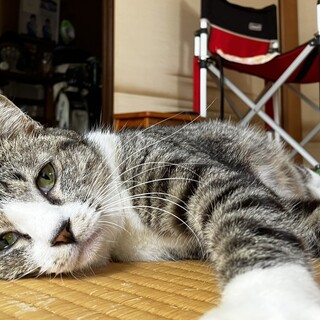 人が大好き、なでられるの大好き！