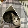 人が大好き、なでられるの大好き！ サムネイル2