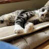 人が大好き、なでられるの大好き！ サムネイル5