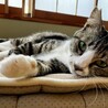 人が大好き、なでられるの大好き！ サムネイル6