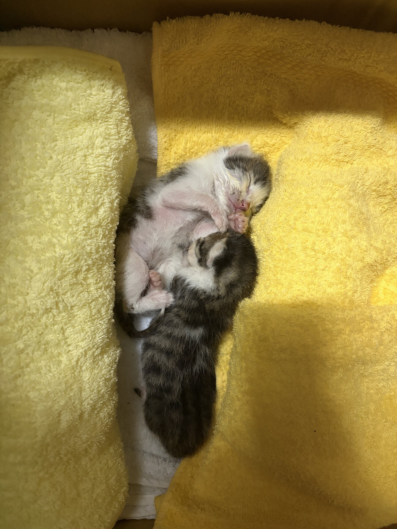 (ΦωΦ)ポケにゃん♥生後３ヶ月(ΦωΦ)ちびちび♥里親様募集♥猫(ΦωΦ) 生後10日ほど」大阪府 - 猫の里親募集(541536) 1枚目の画像 :: ペット