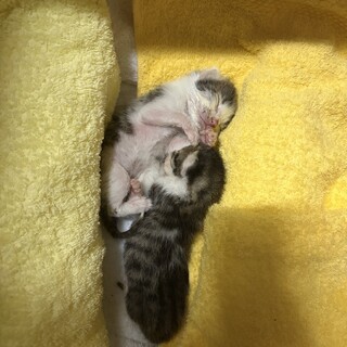 生後10日ほどの妹」大阪府 - 猫の里親募集(541537) 1枚目の画像