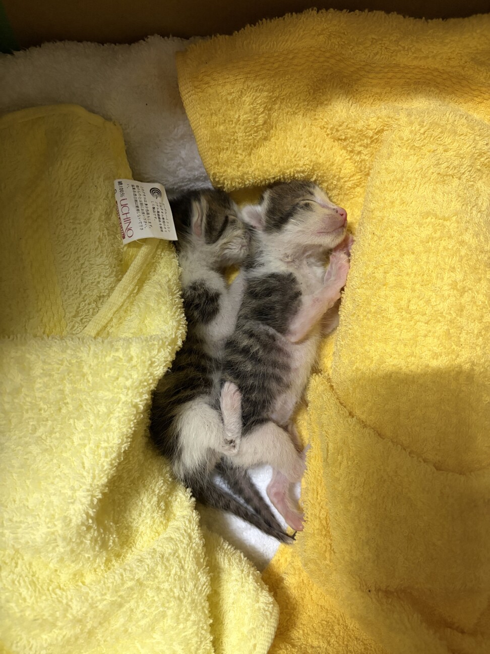 生後10日ほど」大阪府 - 猫の里親募集(541536) 2枚目の画像 :: ペット 生後10日ほど」大阪府 - 猫の里親募集(541536) 2枚目の画像 :: ペット