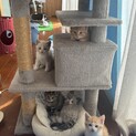 【募集停止】仔猫の里親募集