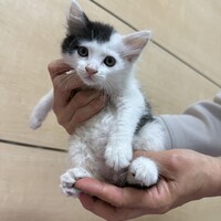 ふく
