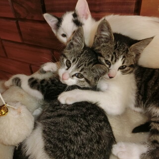 ５匹の可愛い子猫達です！