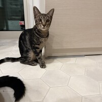 おと