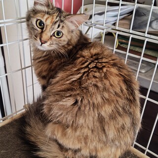フワフワ可愛いサビ猫さん