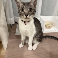 のあ