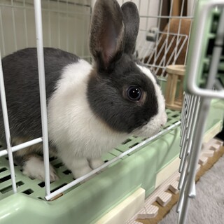 【6月30日まで】里親さま募集。ネザーの男の子2歳