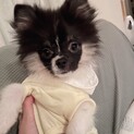 ポメラニアン5ヶ月男の子