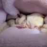 モモン母ちゃん