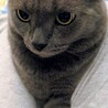 マンチカン最後のご家族募集しています！ サムネイル2