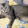 マンチカン最後のご家族募集しています！ サムネイル2
