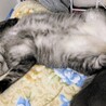 マンチカン最後のご家族募集しています！ サムネイル3